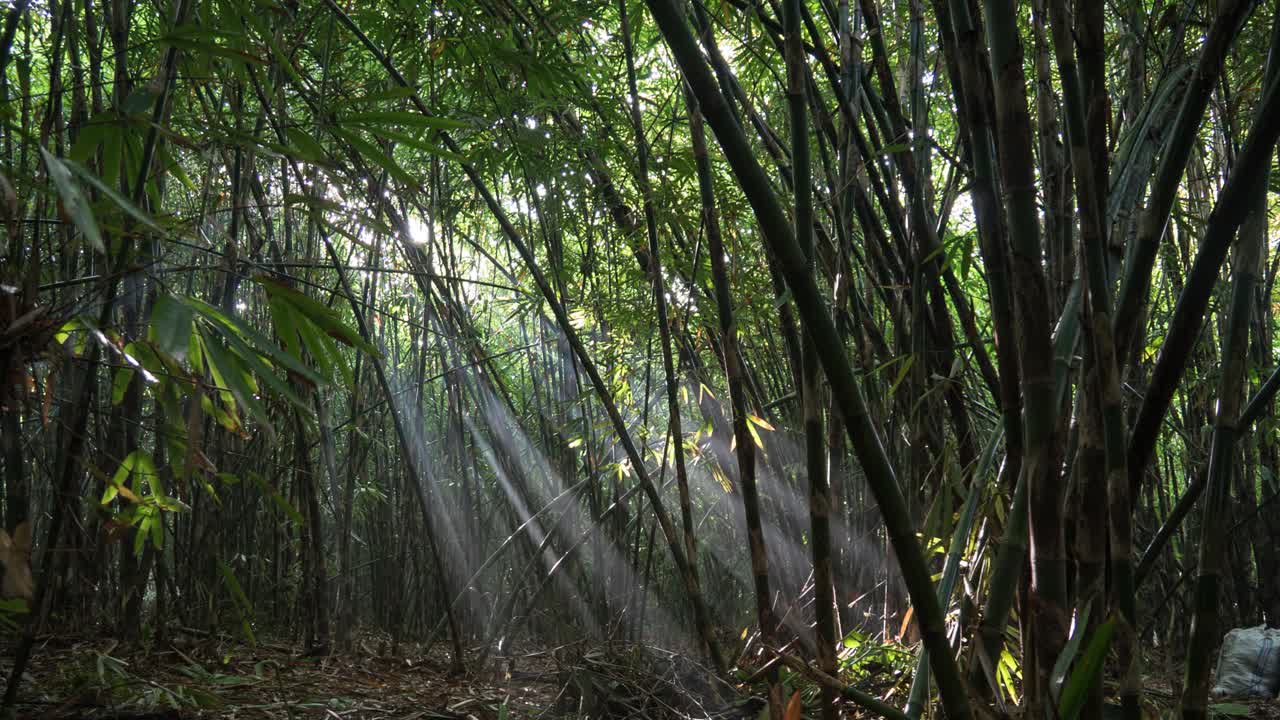 la luz del sol filtrándose a través de un denso bosque de bambú