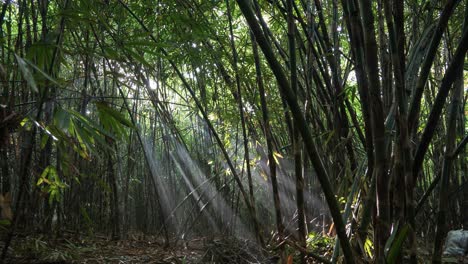 la luz del sol filtrándose a través de un denso bosque de bambú
