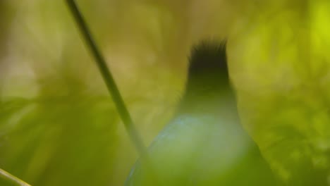 primer plano de un quetzal volando lejos de su rama de árbol en una jungla guatemalteca