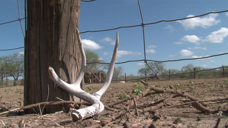 Zeitraffer-Von-Hirschgeweihen-An-Einem-Zaun-In-Texas