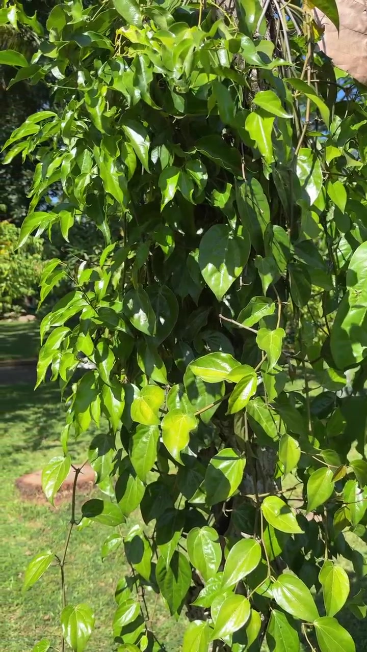 Edera di un verde vivace che si arrampica su un tronco d'albero alla luce del sole