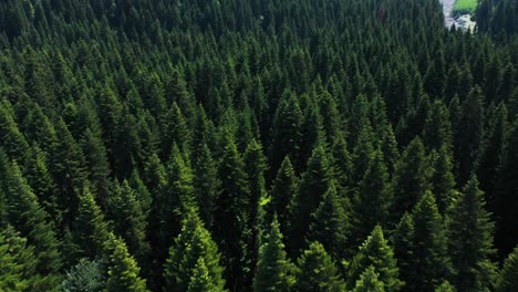 Fliegen-über-Dem-Grünen-Kiefernwald-In-Racha,-Georgia---Luftdrohne