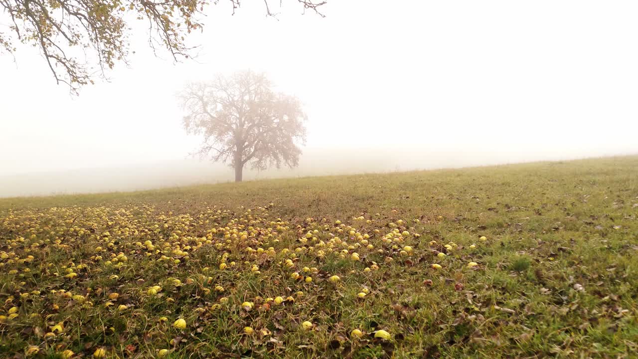 Moving over a meadow trough fog. Apple tree on the left some trees on the ground. Dolly in wide angle