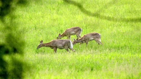 deer herd foraging in their native environment