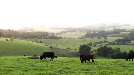 cows peacefully grazing in expansive green pastures.