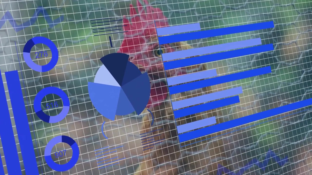 Gallo che sposta lo sguardo mentre grafici blu scorrono e crescono, visualizzando le metriche agricole.
