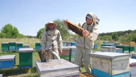 small apiary in rural meadow nearby forest. beekeepers are busy working at bee farm checking up the hives. gradual distancing from the farm.