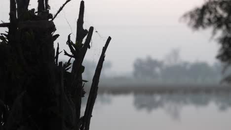 Shot-of-waterlogged-damaged-crop-fields-visible-in-the-blurred-background-in-distance-in-Sindh,-Pakistan-during-evening-time