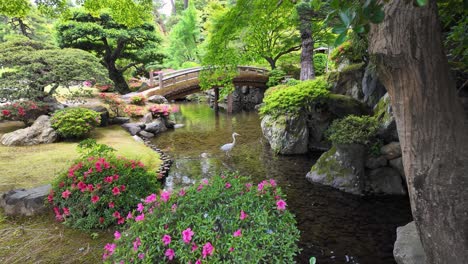 pájaro caminando sobre el agua en un jardín japonés en kyoto, japón