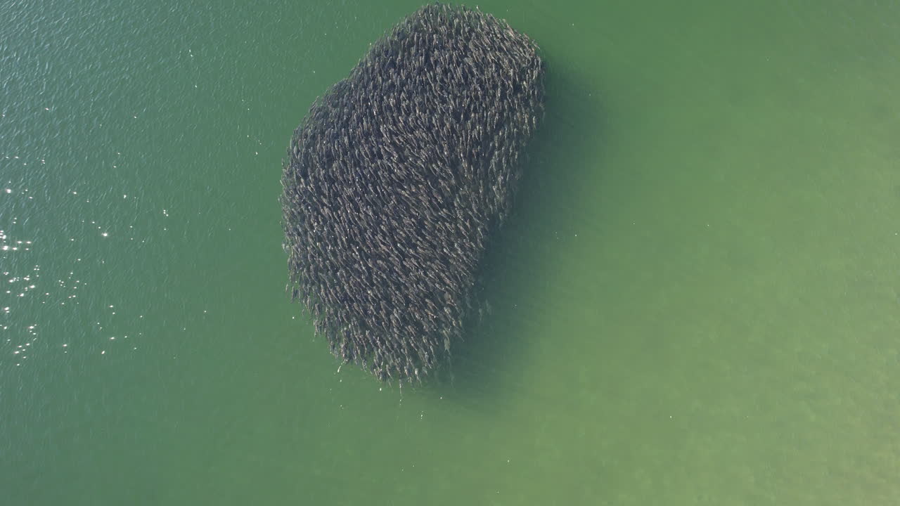 fotografía de drone de cerca de la bola de cebo formada en las aguas claras del océano, fotografía aérea de un banco de peces