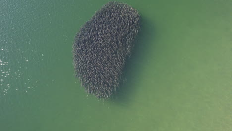 close up drone shot of bait ball formed in clear ocean waters, aerial shot of school of fish