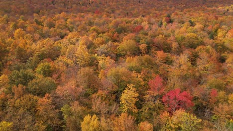 aerial of fall colors of maples on treetops near stowe vermont