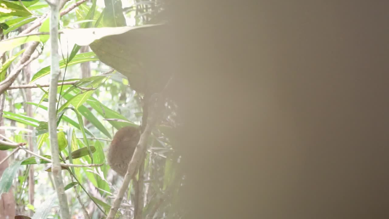 Philippine Tarsier Sleeping In Fig Tree In Rainforest