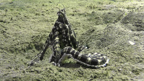 mimic octopus imitating nudibranch while crawling over sandy bottom