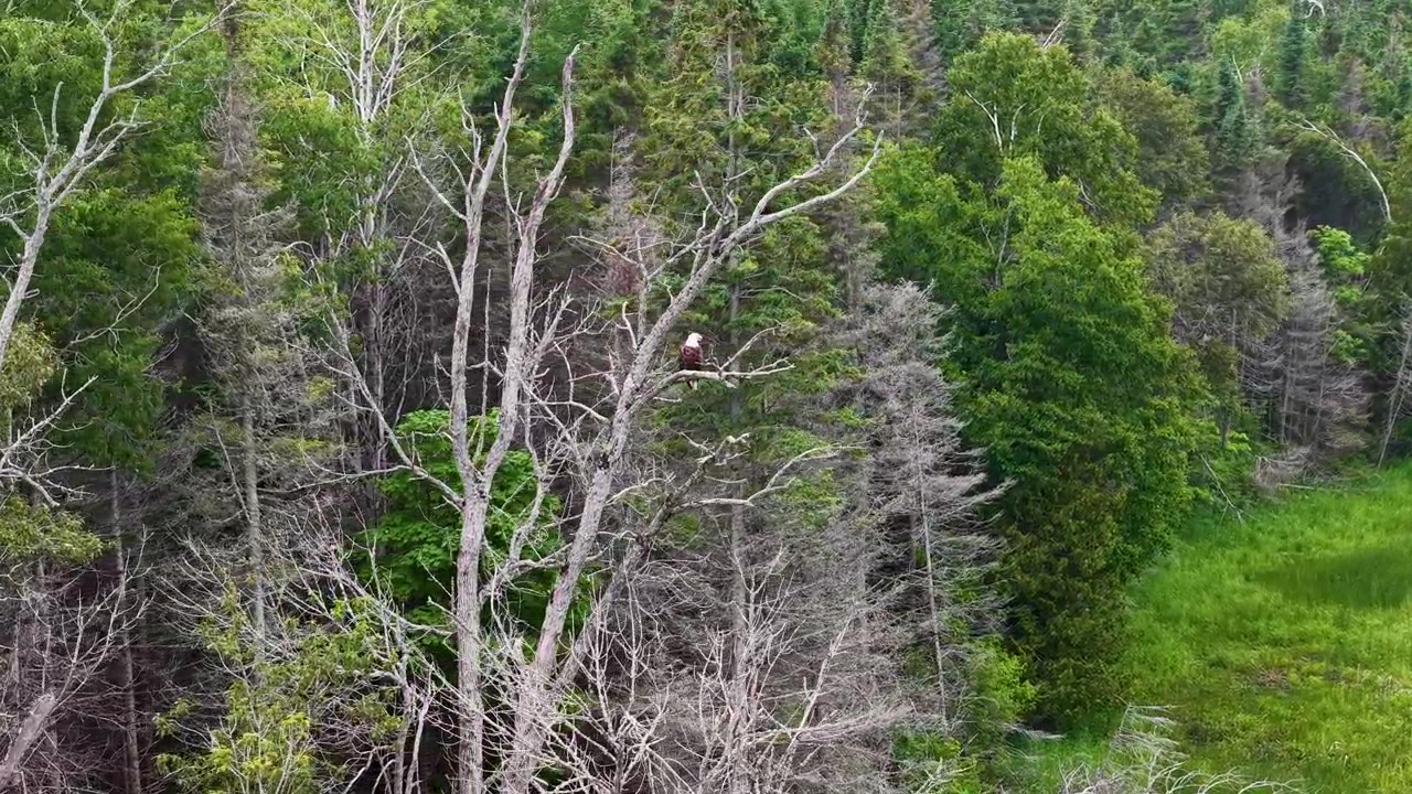 Vista aerea di un bordo di foresta lussureggiante e una palude verde brillante accanto ad acqua calma vicino a Hessel, Michigan