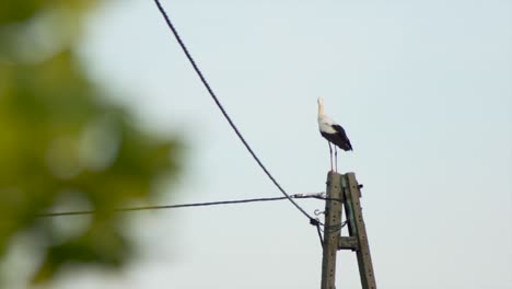 White-Stork--sitting-still