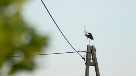 white stork  sitting still