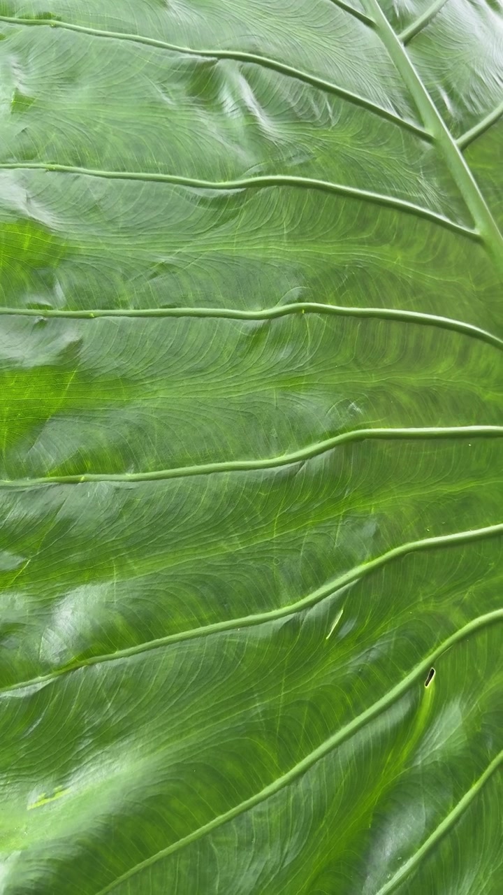 Close-up of a Large Green Leaf with Visible Veins