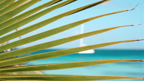 escena tropical de ensueño con hoja de palma balanceándose en la brisa y un catamarán de vela fuera de foco en la distancia con aguas turquesas tropicales y cielos azules