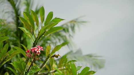 Beautiful-Flowers-Of-Red-Frangipani-With-Palm-Tree-Leaves-In-Blurred-Background