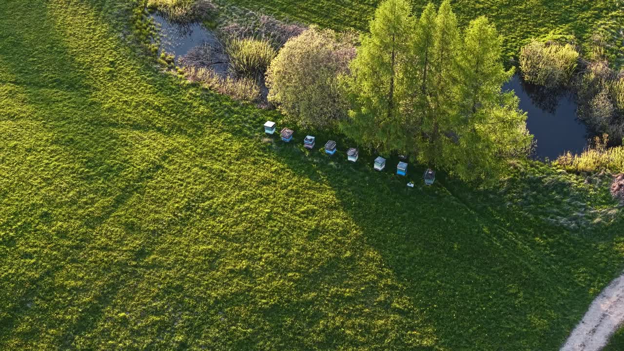 Colorful beehives in green meadow under morning sunlight, aerial overestablishing along trees