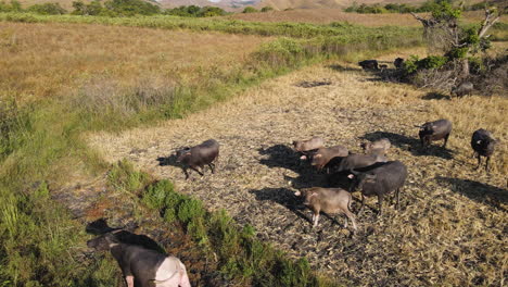 Manada-De-Búfalos-Aislados-En-Tierras-De-Cultivo-Rurales