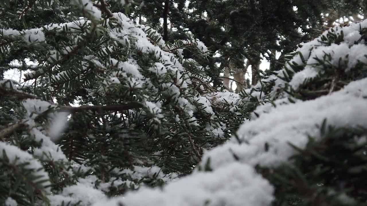 cerrar mirando a través de agujas de pino cubiertas de nieve durante una tormenta de nieve.