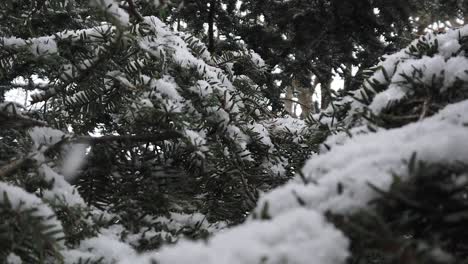 close up looking through snow covered pine tree needles during a snow storm