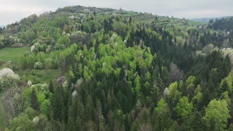 Blooming-forest-trees-in-Beskid-mountains,-Poland-aerial-view