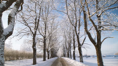 snowy avenue with trees in winter on sunny day, point of view shot