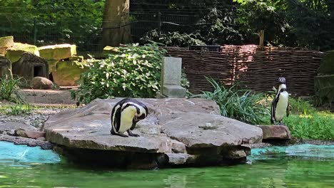 penguins in a zoo enclosure