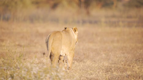 Lioness-and-her-cute-cub-walking-alone-in-dry-african-savannah-grass