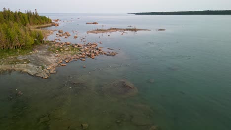 Aerial-view-of-Merganser-ducks-takeoff-flying-along-rocky-coastline