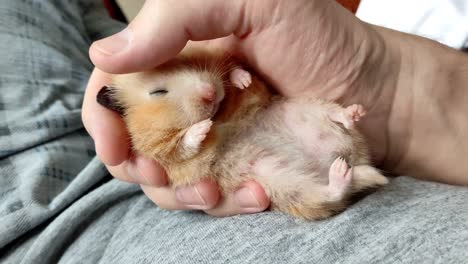 syrian hamster sleeps in the hand, and the owner strokes him