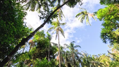 looking up at trees and sky