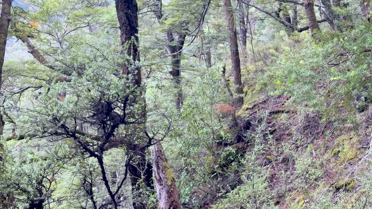Mossy tree gently sways in lush forest, soft daylight, subtle camera movement, tranquil atmosphere