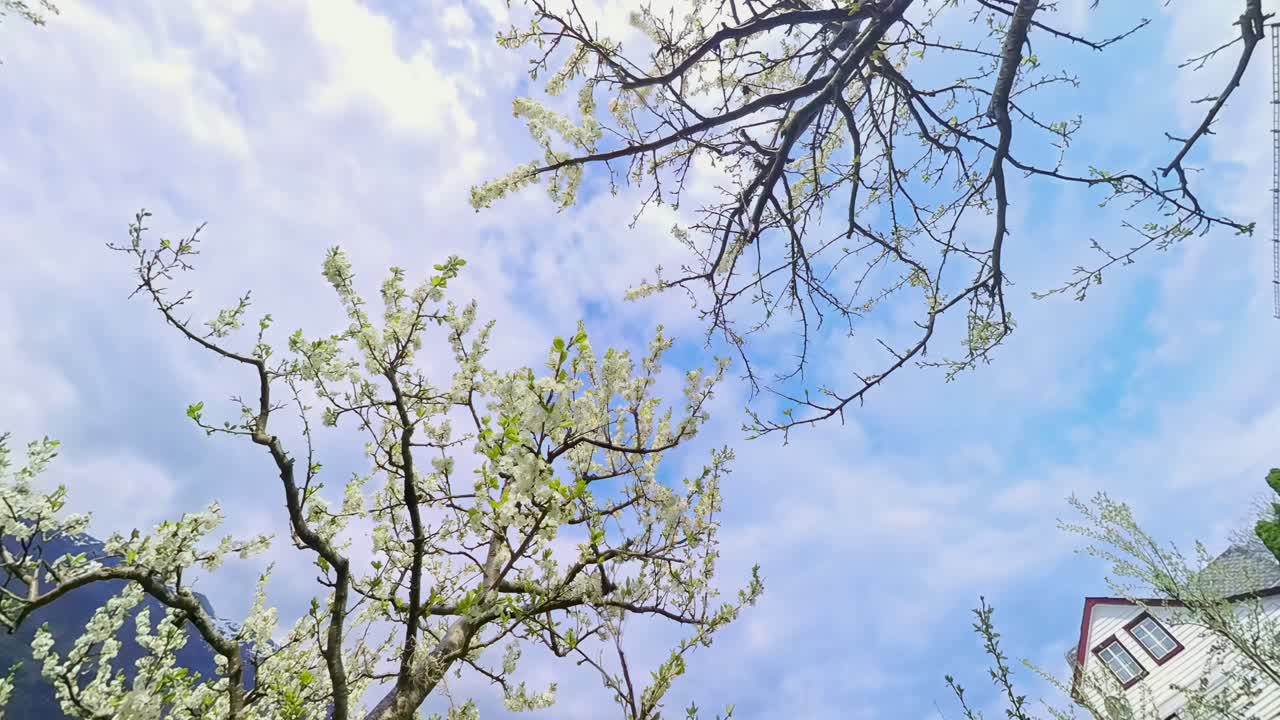 Blooming trees in spring reveal farmhouse, fjord, and mountains as view opens ant tilt downward
