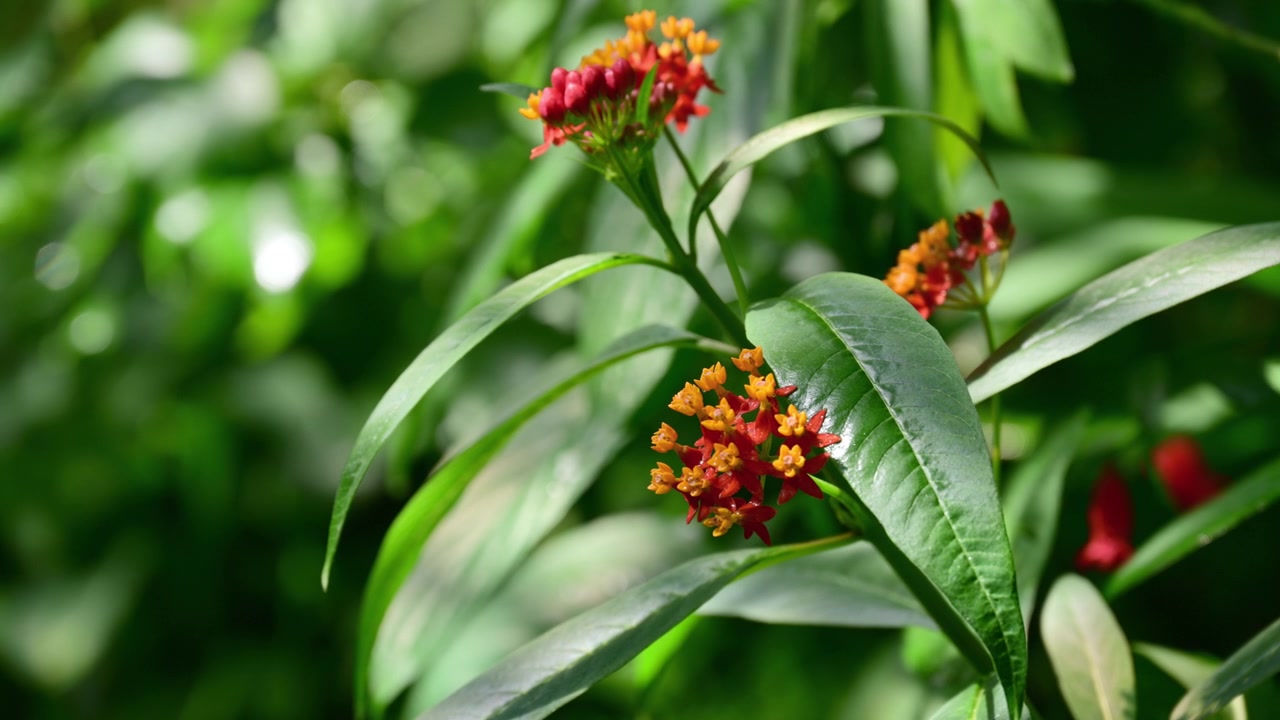 Close-up of red and orange tropical milkweed flowers with glossy green leaves, Lednice, Czech Republic