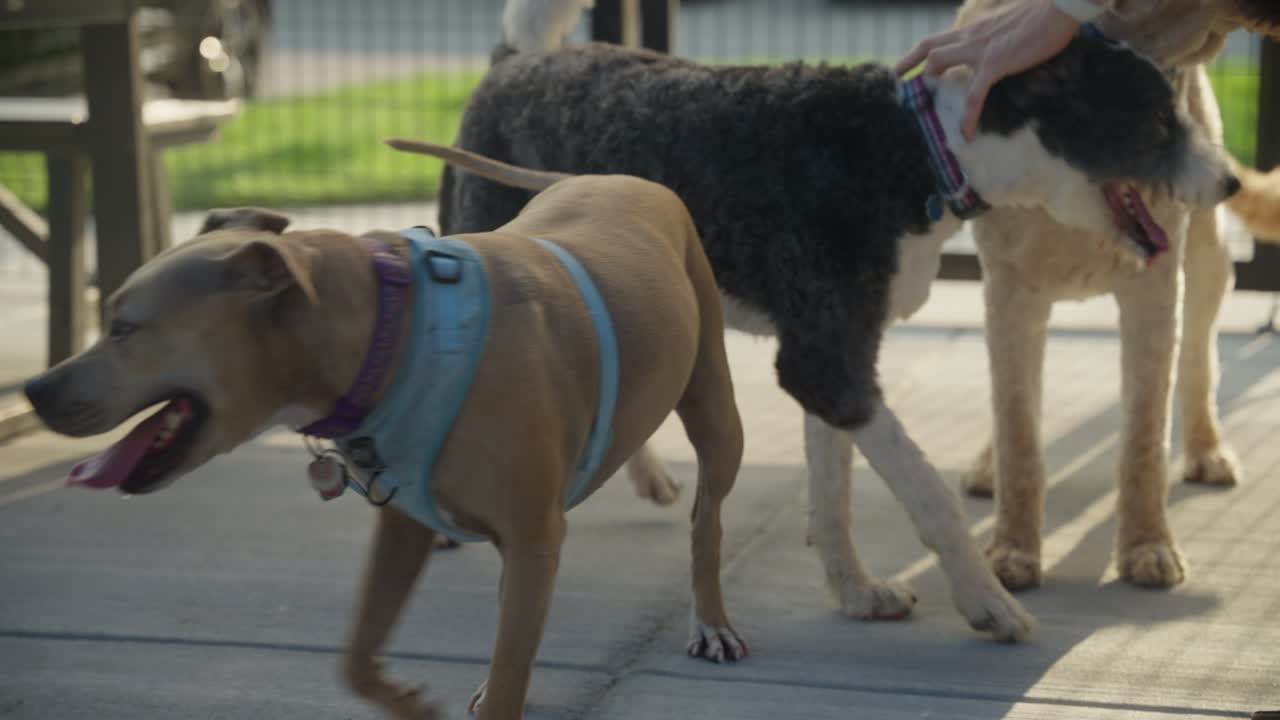 한 남자가 야외 도시 개 공원에서 개와 함께 놀고 있다