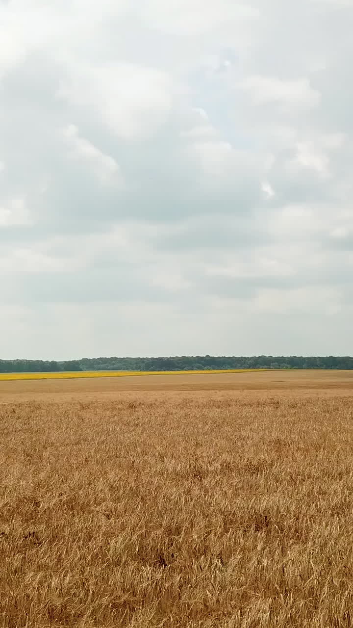 Aerial view on the field with wheat. Countryside. Camera motion to the right. ?gricultural sector Vertical video