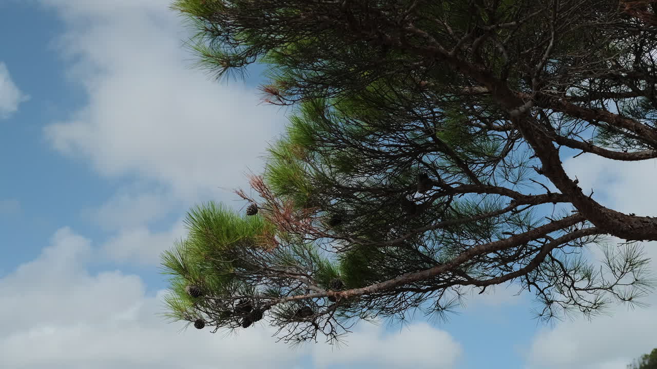 Pine Tree Branches Against a Cloudy Sky
