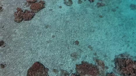 aerial, drone shot of the shallow, clear water and coral reef of the lagoon of the atoll of fakarava in french polynesia