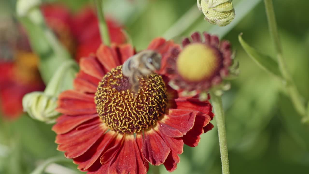 Primo piano estremo di un'ape che impollina un fiore e poi vola via.
