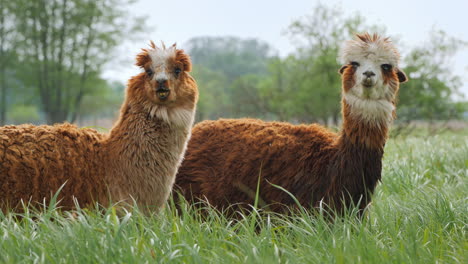 dos lindas alpacas están descansando en el césped