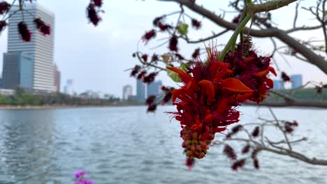 red flowers blooming near pond in urban bangkok park setting