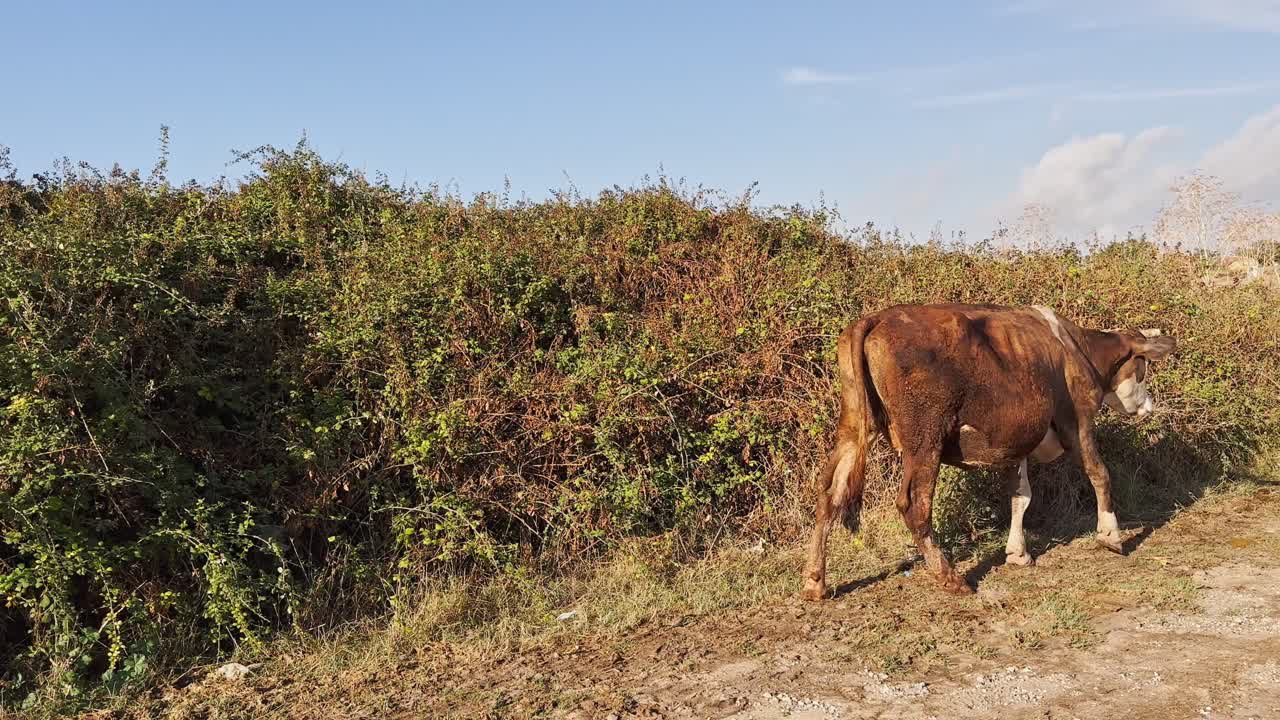 vacas, terneros, ovejas y cabras caminando y alimentándose de hierba en los campos del pueblo