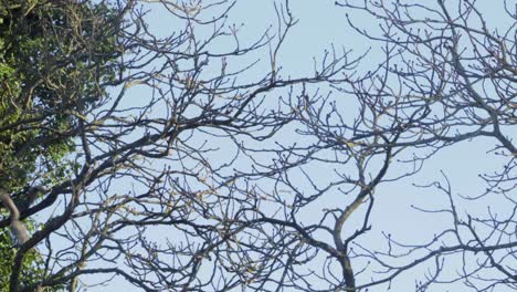 grey squirrel jumping from tree branch to another branch