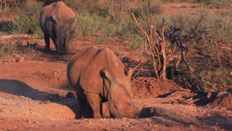 Afrikanisches-Breitmaulnashorn-Liegt-Bei-Sonnenuntergang-In-Einer-Flachen-Grube-Im-Warmen-Sand