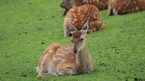 young fallow deer lips move rhythmically as it chews on tufts of fresh grass