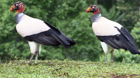 king vulture  two on the ground together